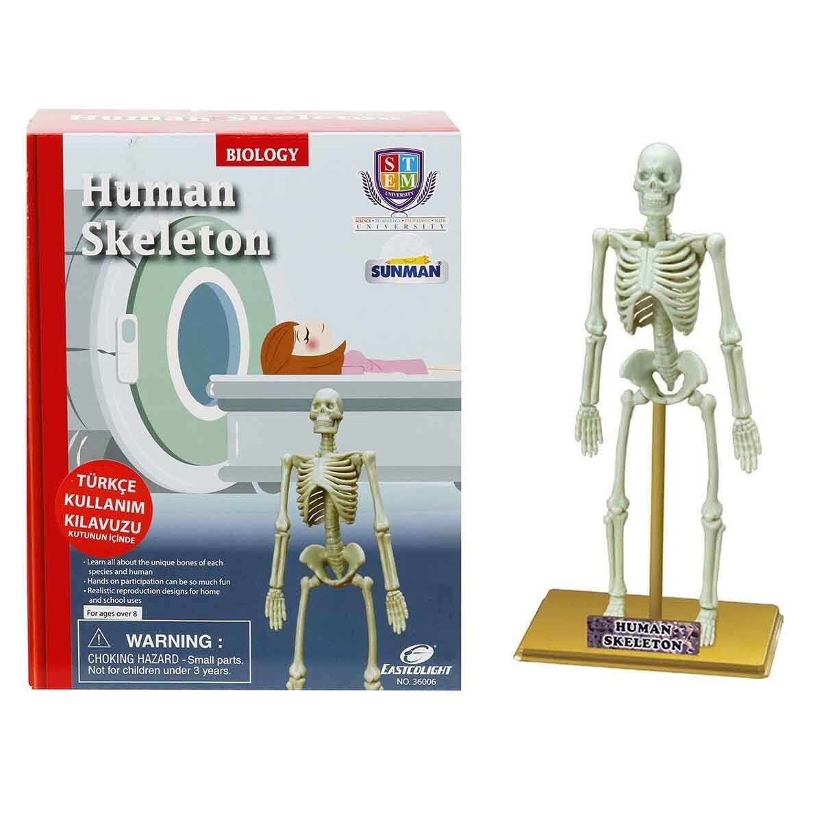 SUN-28206-36006 BILIM SET INSAN ISKELETI  24
