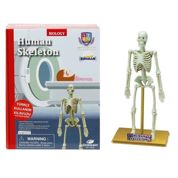 SUN-28206-36006 BILIM SET INSAN ISKELETI  24