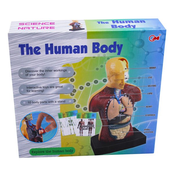 KZL-3301 KUTULU INSAN VUCUDU 24