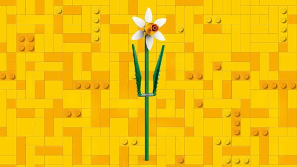 ADOL-LFL40747 DAFFODILS 4