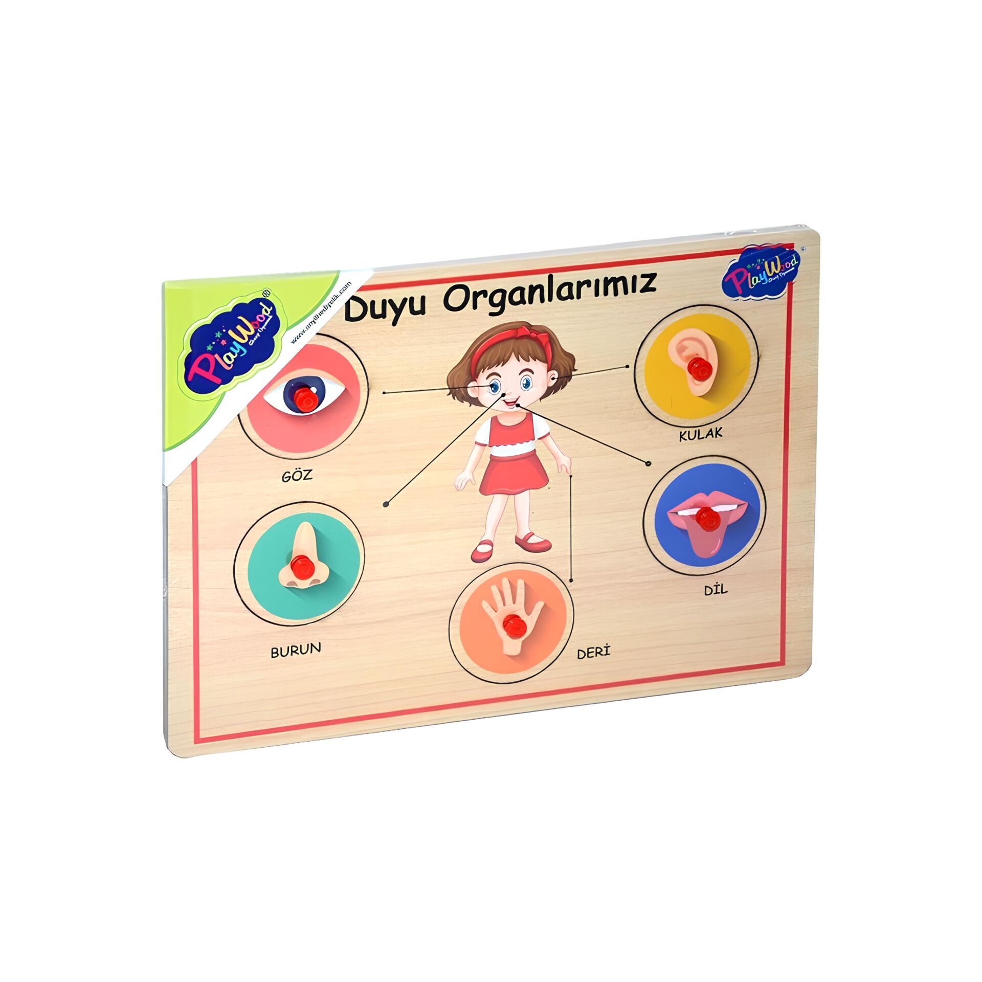 ONY-166-167 AHSAP TUTMALI ORGANLAR 48