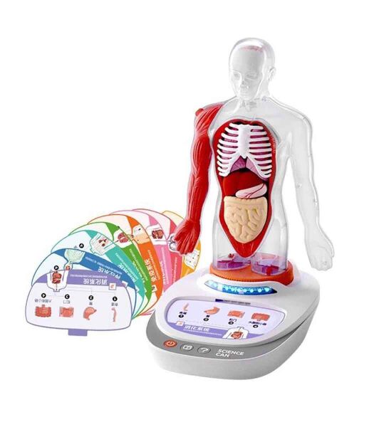 SUN-S00005280 BILIM SET INSAN VUCUDU MOD 23 PRC 4