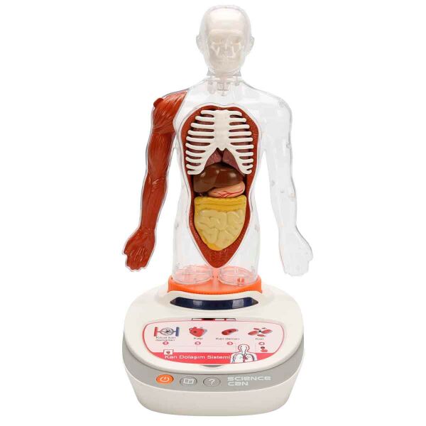 SUN-S00005280 BILIM SET INSAN VUCUDU MOD 23 PRC 4